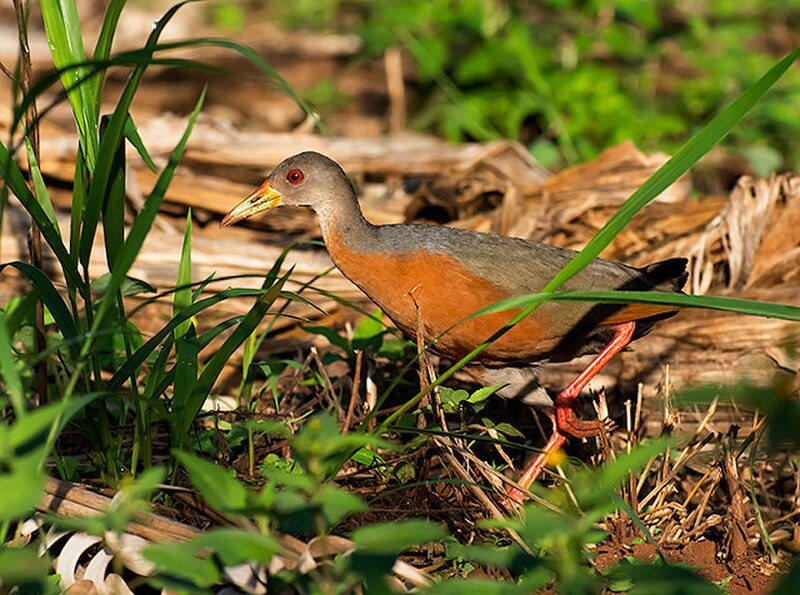 Little Wood-Rail (Aramides mangle) photo