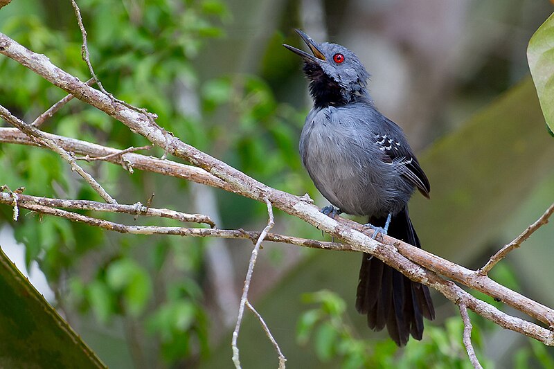 Slender Antbird (Rhopornis ardesiacus) photo