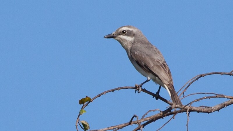 Sri Lanka Woodshrike (Tephrodornis affinis) photo