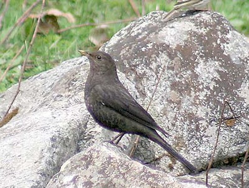 Tibetan Blackbird (Turdus maximus) photo