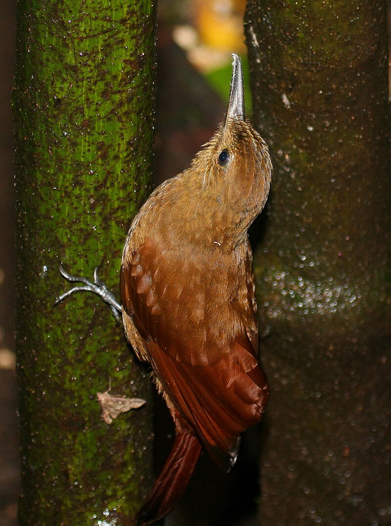 Tyrannine Woodcreeper (Dendrocincla tyrannina) photo