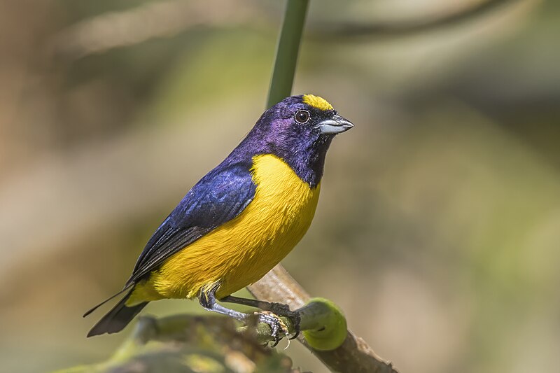 Velvet-fronted Euphonia (Euphonia concinna) photo