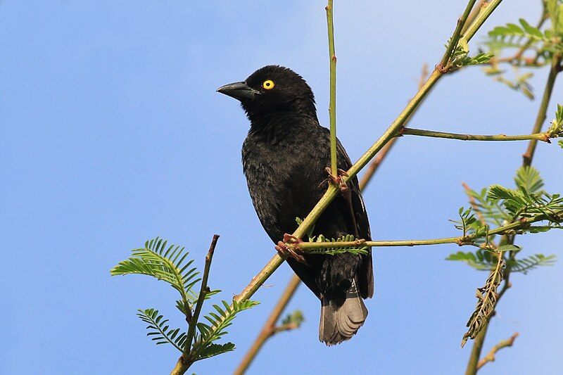 Vieillot's Black Weaver (Ploceus nigerrimus) photo