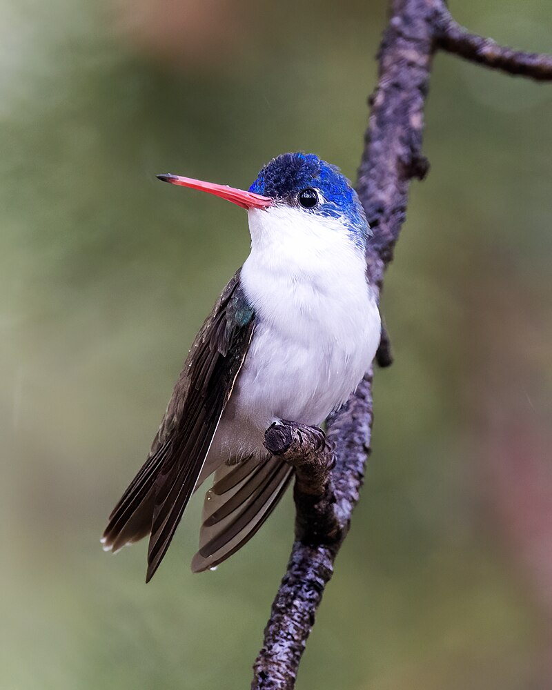 Violet-crowned Hummingbird (Ramosomyia violiceps) photo