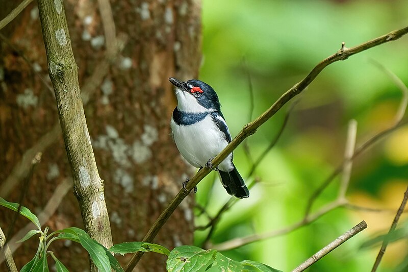 Brown-throated Wattle-eye (Platysteira cyanea) photo