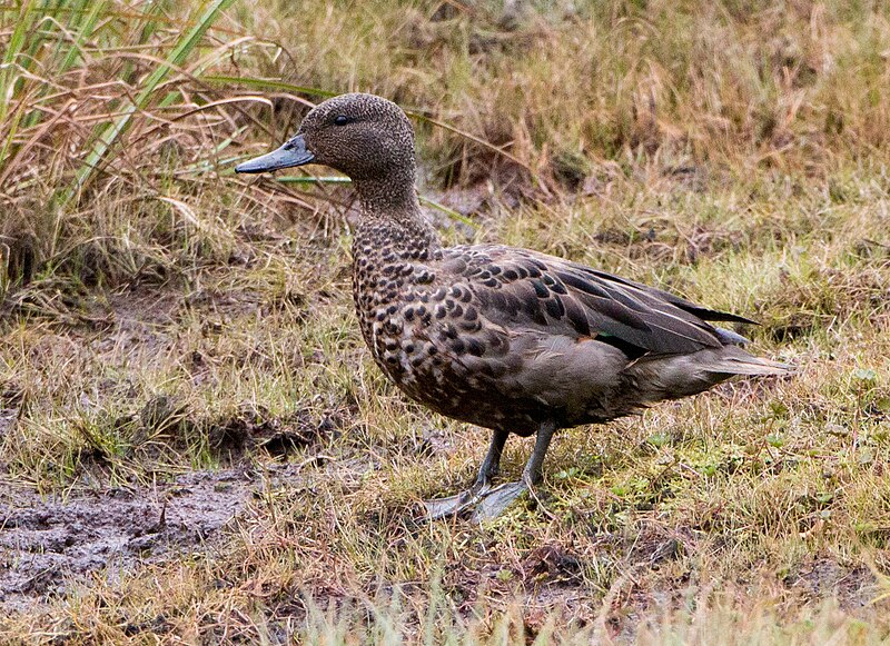 Andean Teal (Anas andium) photo
