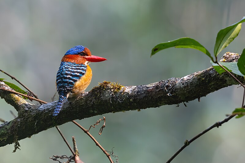 Banded Kingfisher (Lacedo pulchella) photo