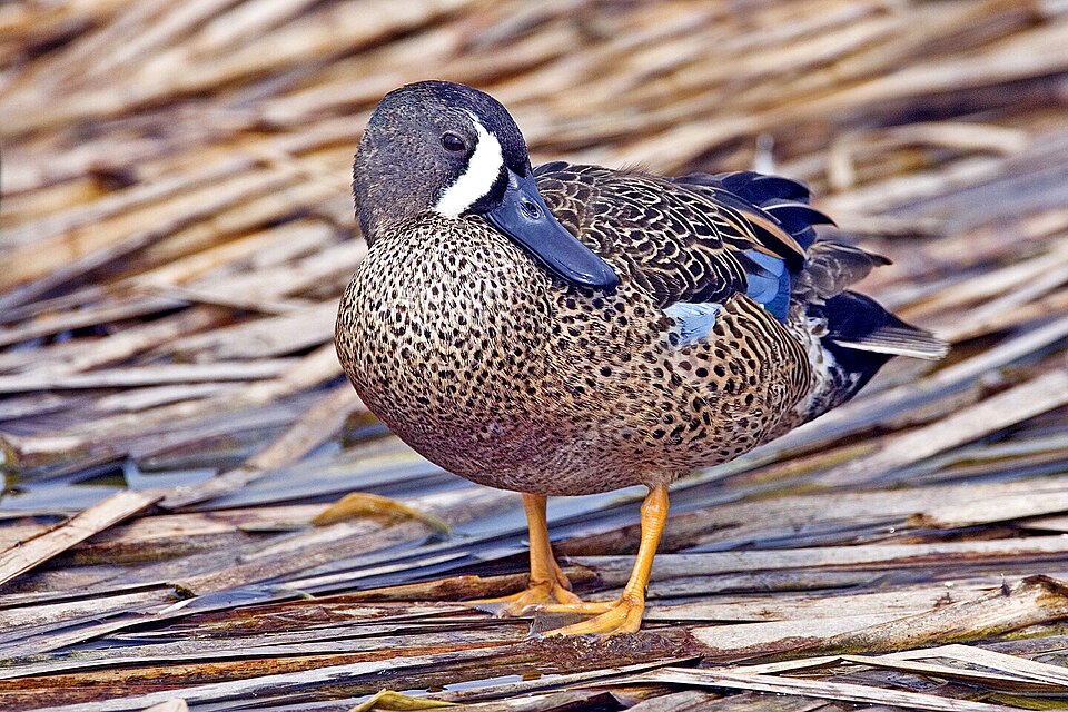 Blue-winged Teal (Spatula discors)