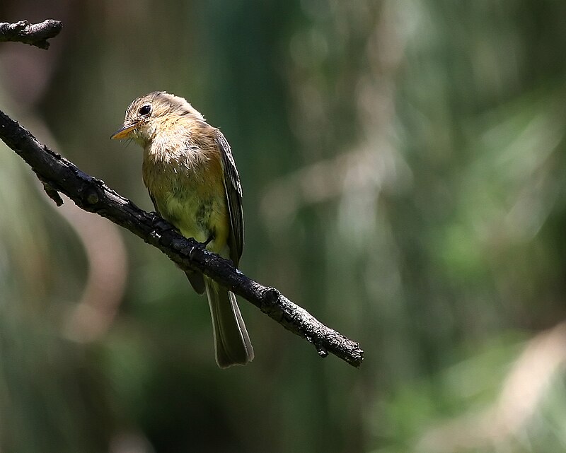 Buff-breasted Flycatcher (Empidonax fulvifrons) photo