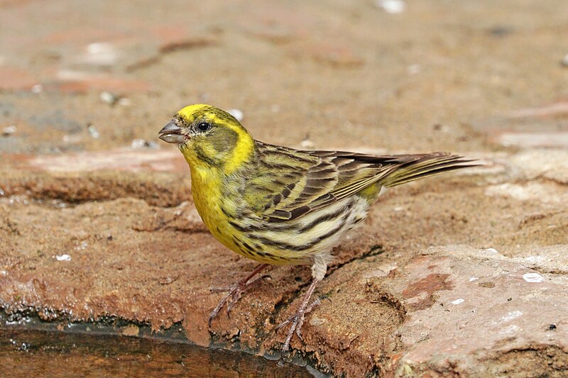 European Serin (Serinus serinus) photo