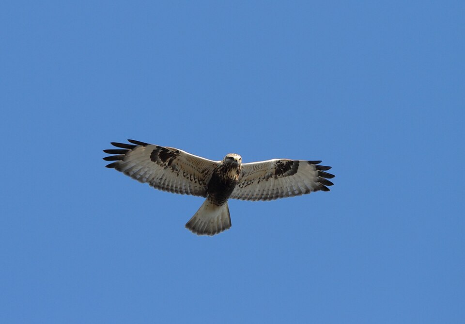 Rough-legged Hawk (Buteo lagopus)
