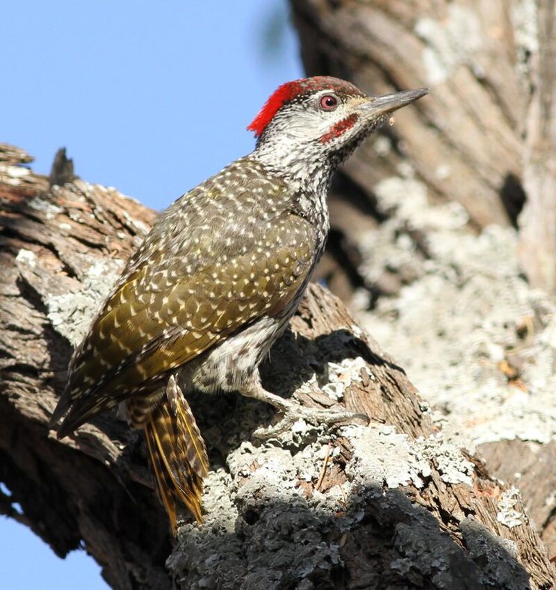 Golden-tailed Woodpecker (Campethera abingoni) photo