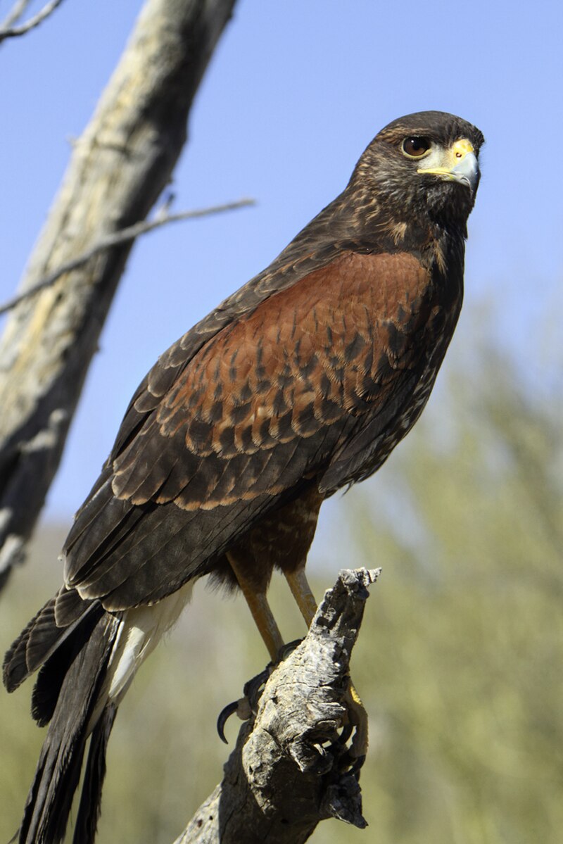 Harris's Hawk (Parabuteo unicinctus) photo