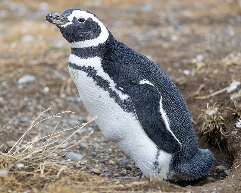 Magellanic Penguin (Spheniscus magellanicus) photo