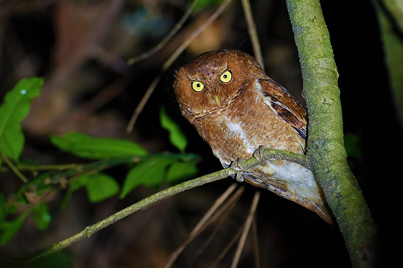 Mountain Scops-Owl (Otus spilocephalus) photo