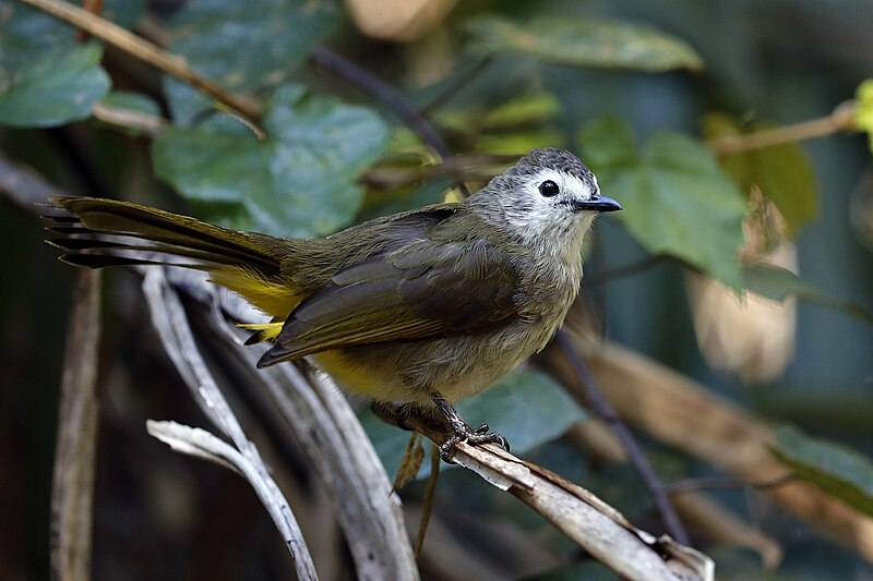 Pale-faced Bulbul (Pycnonotus leucops) photo