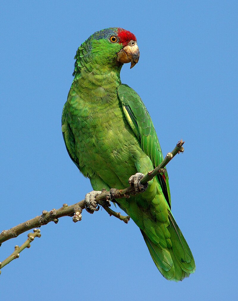 Red-crowned Amazon (Amazona viridigenalis) photo