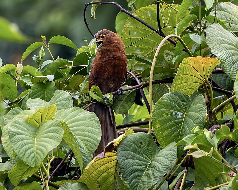 Rufous Coucal (Centropus unirufus) photo
