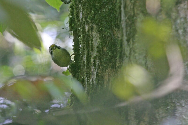Gold-fronted Fulvetta (Schoeniparus variegaticeps) photo