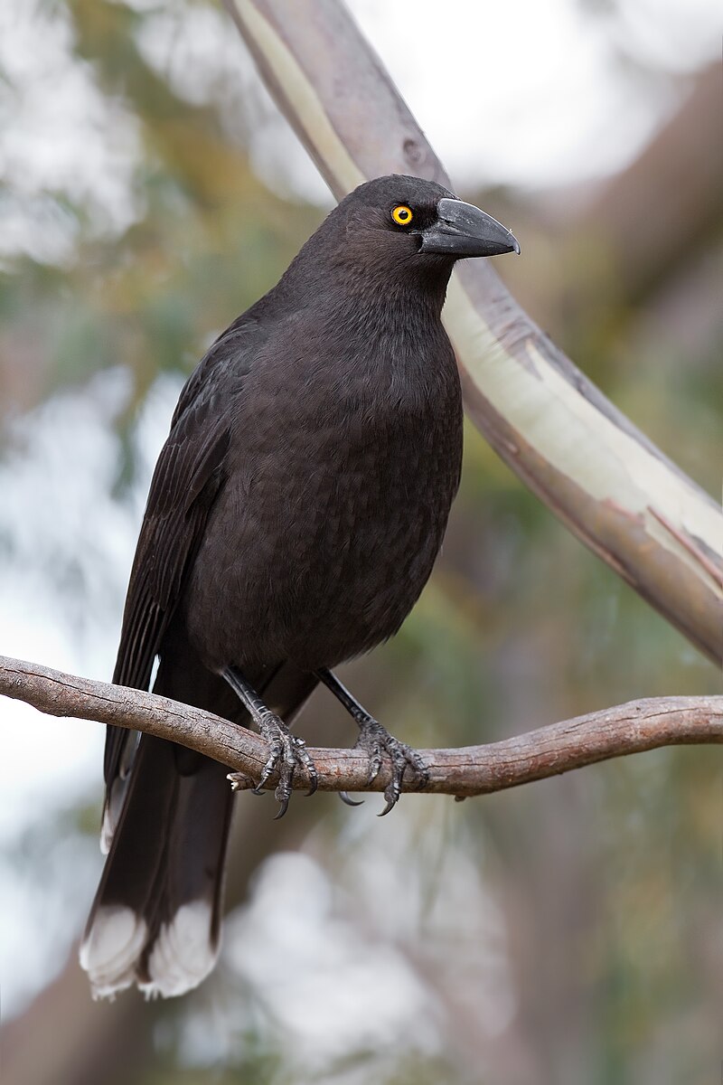 Black Currawong (Strepera fuliginosa) photo