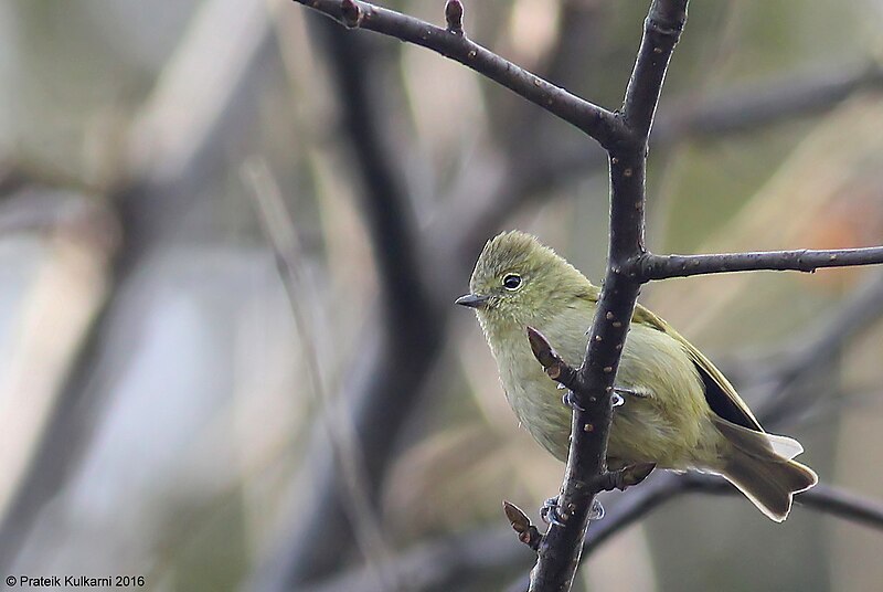 Yellow-browed Tit (Sylviparus modestus) photo