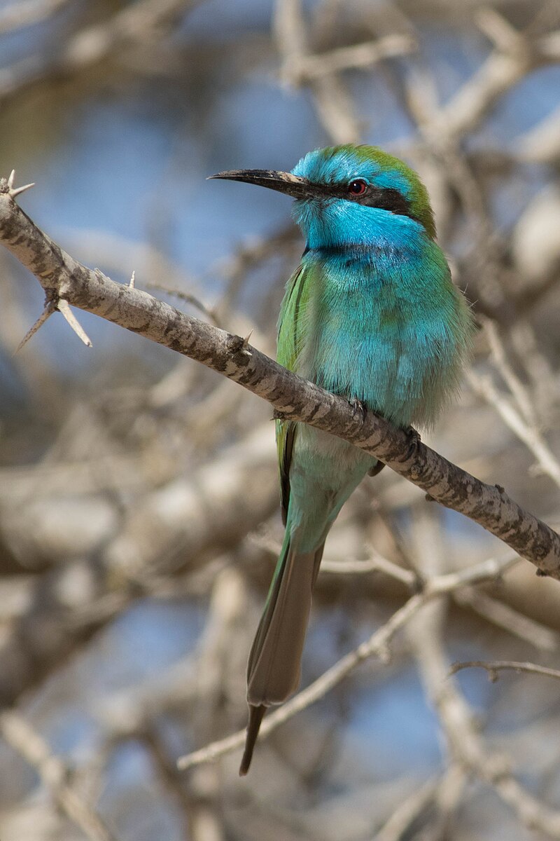 Arabian Green Bee-eater (Merops cyanophrys) photo