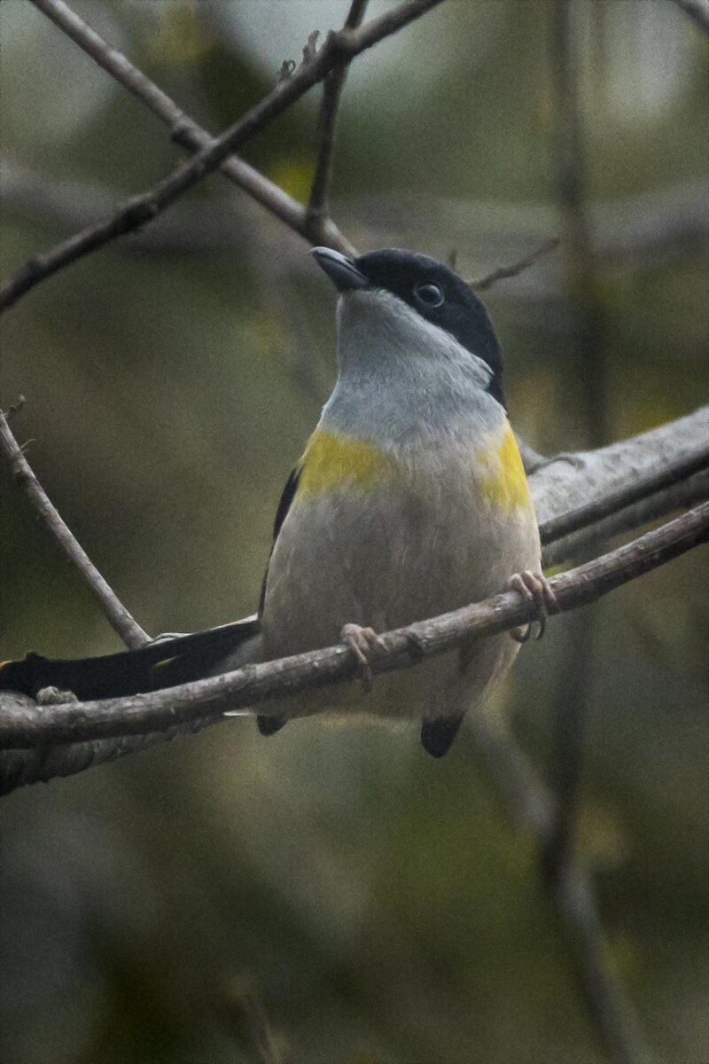 Black-headed Shrike-Babbler (Pteruthius rufiventer) photo