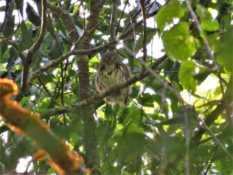 Tamaulipas Pygmy-Owl (Glaucidium sanchezi) photo