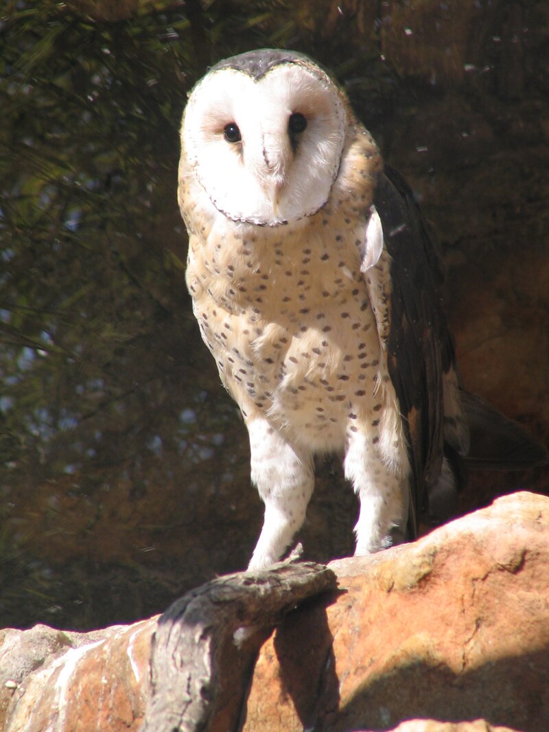 African Grass-Owl (Tyto capensis) photo