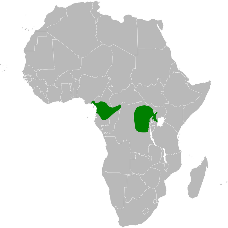 Xavier's Greenbul (Phyllastrephus xavieri) photo