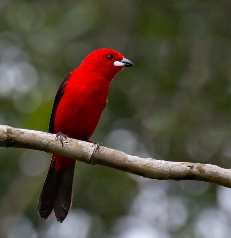 Brazilian Tanager (Ramphocelus bresilius) photo