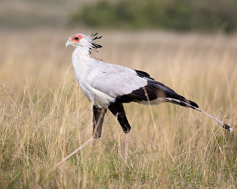 Secretarybird (Sagittarius serpentarius) photo