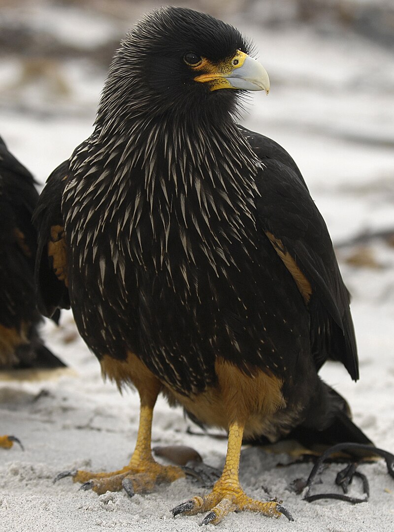 Striated Caracara (Daptrius australis) photo