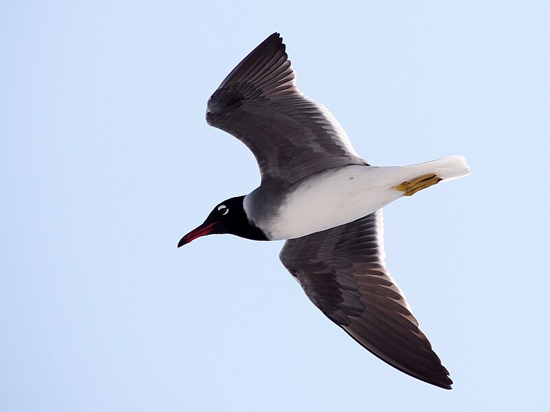 White-eyed Gull (Ichthyaetus leucophthalmus) photo