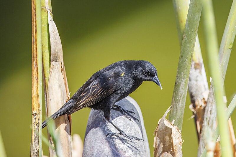 Yellow-winged Blackbird (Agelasticus thilius) photo