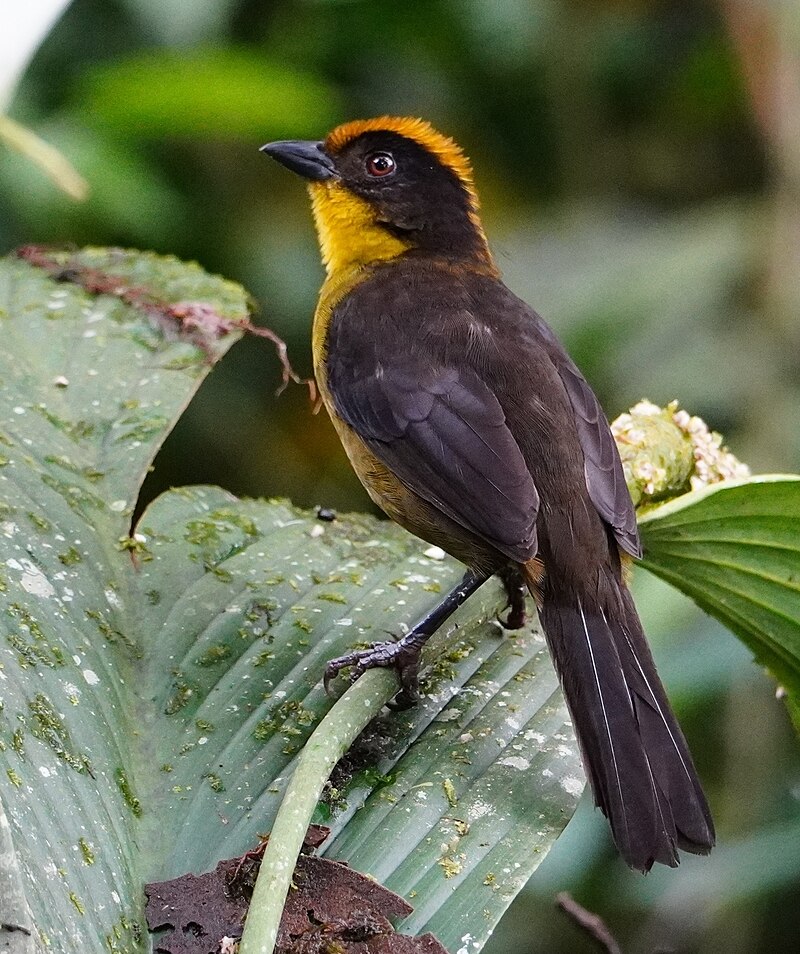 Choco Brushfinch (Atlapetes crassus) photo