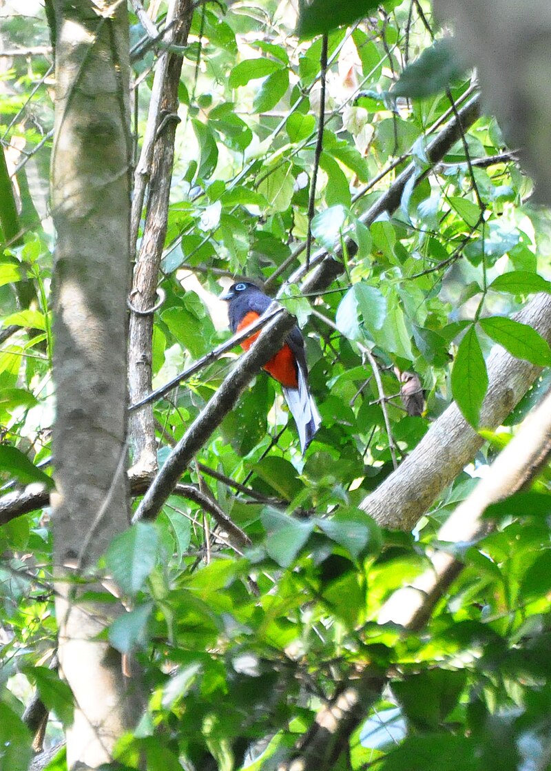 Baird's Trogon (Trogon bairdii) photo