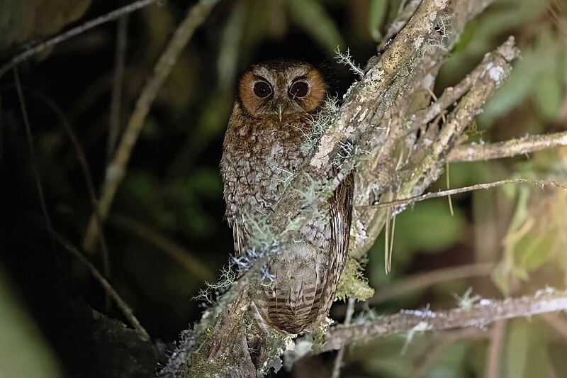Cloud-forest Screech-Owl (Megascops marshalli) photo