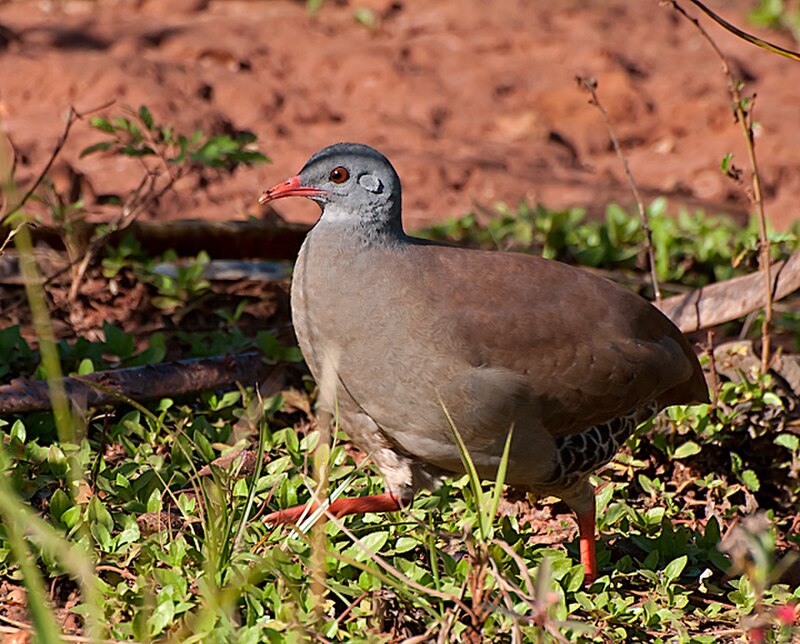 Small-billed Tinamou (Crypturellus parvirostris) photo