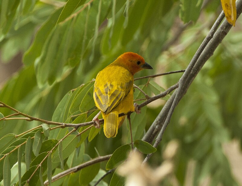 Golden Palm Weaver (Ploceus bojeri) photo