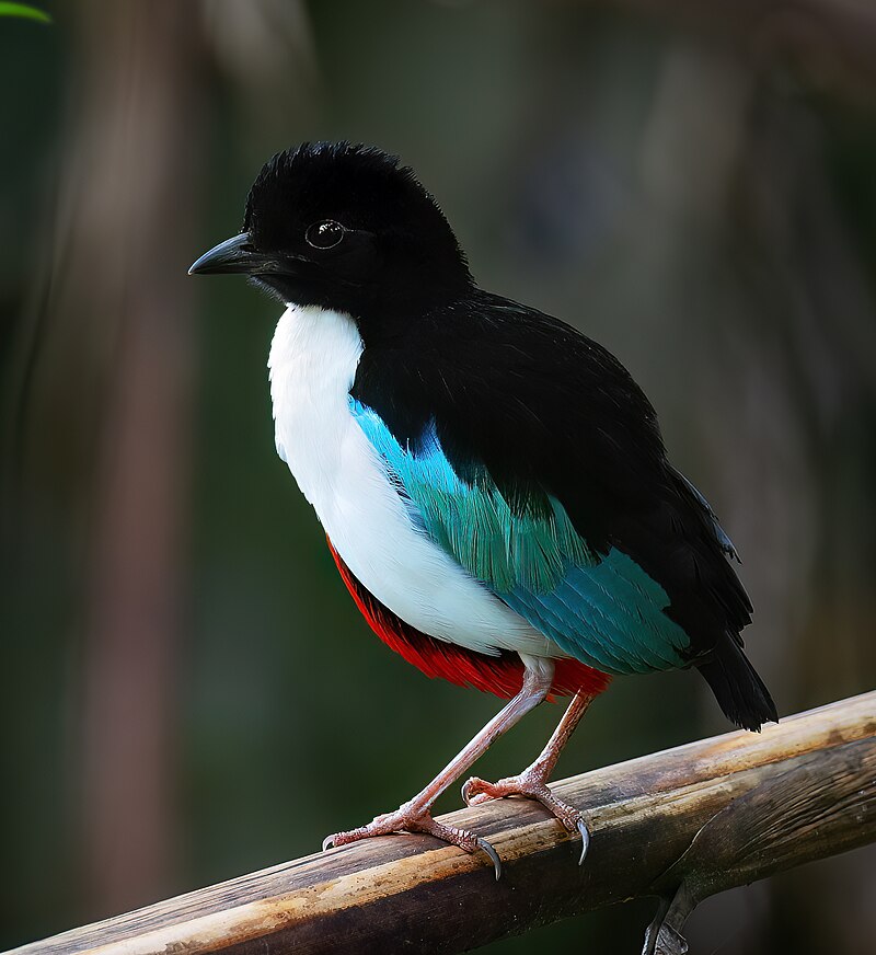 Ivory-breasted Pitta (Pitta maxima) photo