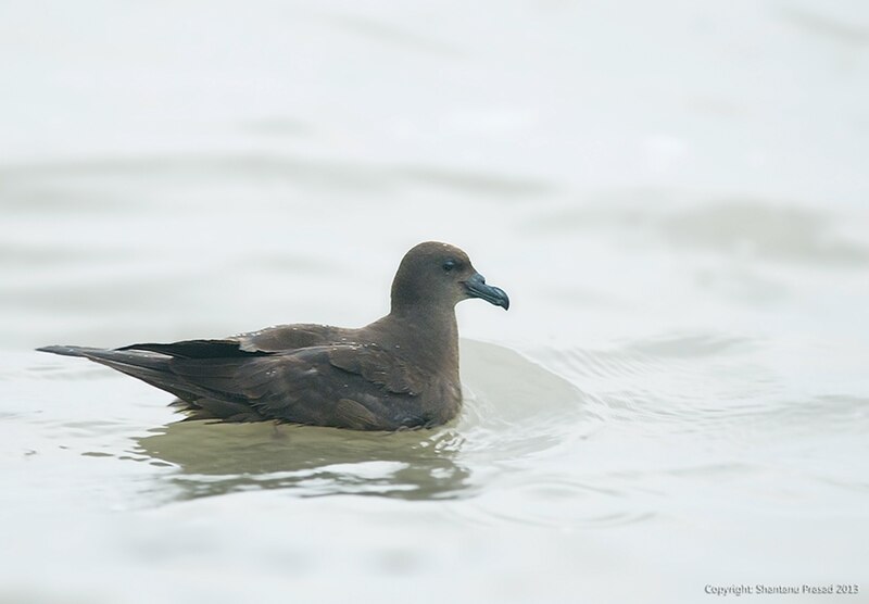 Jouanin's Petrel (Bulweria fallax) photo