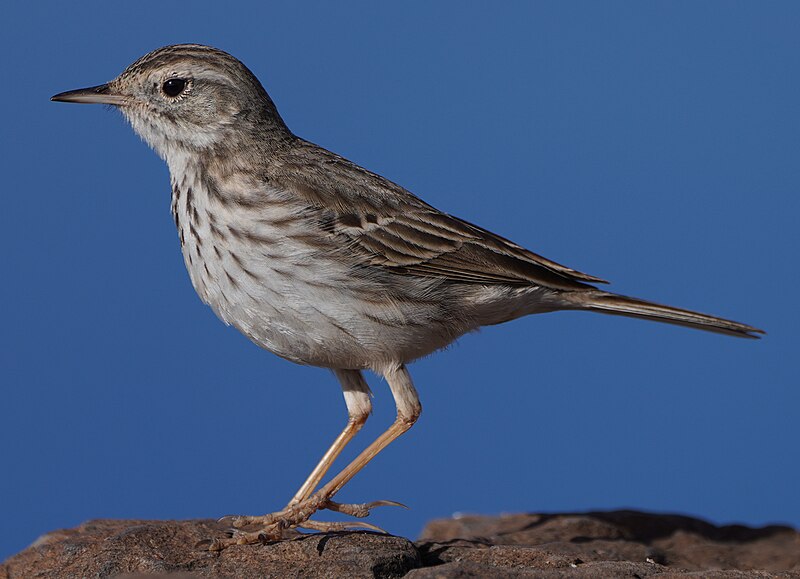 Berthelot's Pipit (Anthus berthelotii) photo
