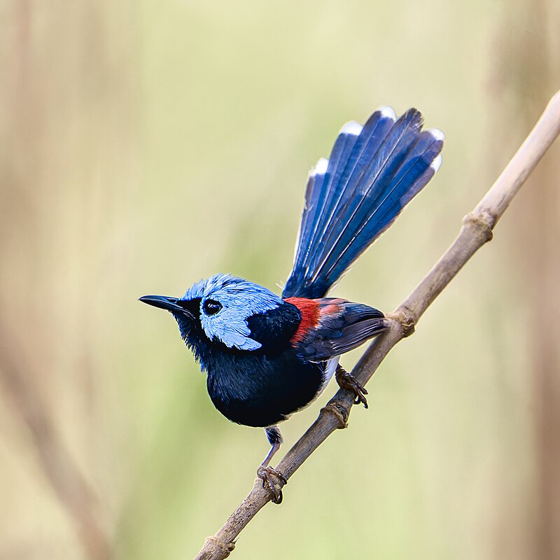 Lovely Fairywren (Malurus amabilis) photo
