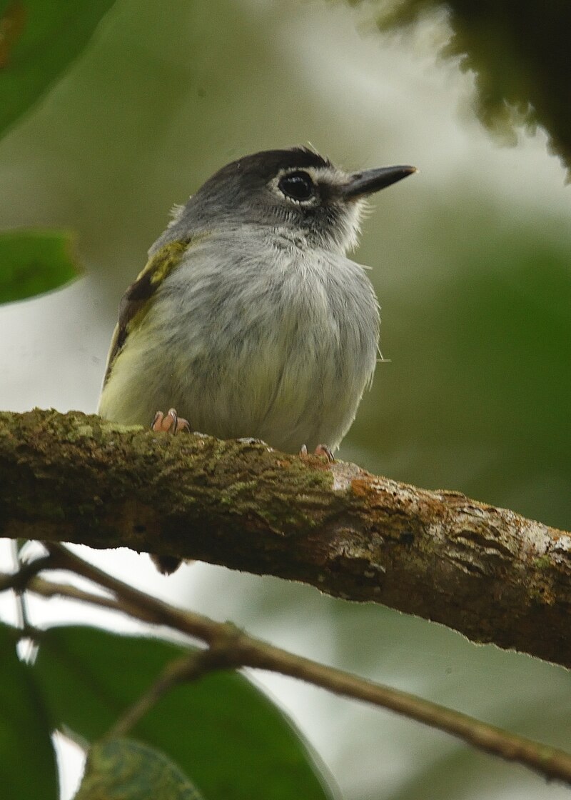 Black-capped Pygmy-Tyrant (Myiornis atricapillus) photo
