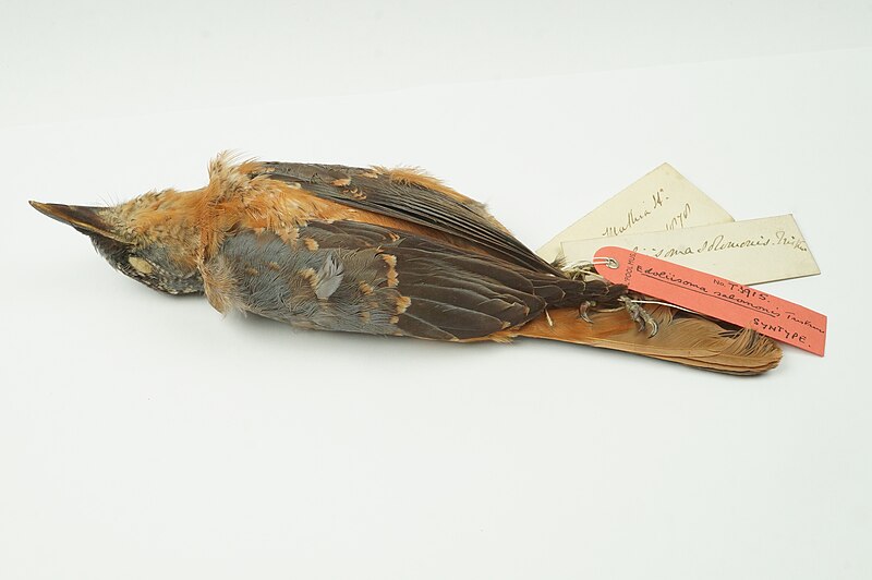 Makira Cicadabird (Edolisoma salomonis) photo