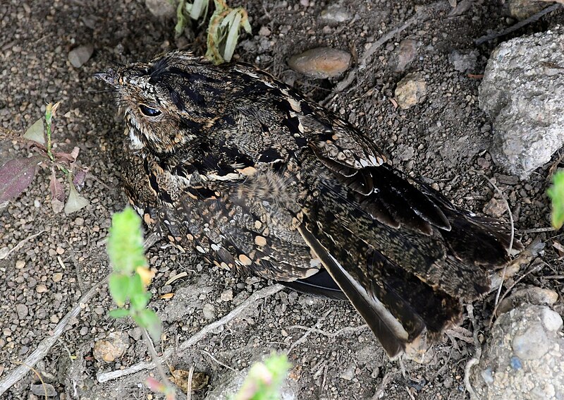 Scrub Nightjar (Nyctidromus anthonyi) photo