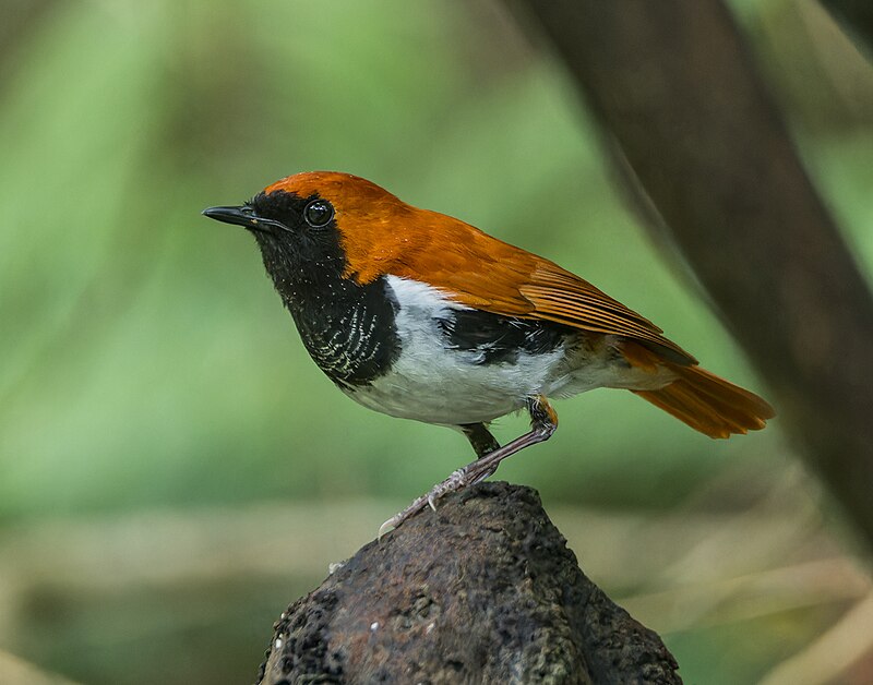 Ryukyu Robin (Larvivora komadori) photo