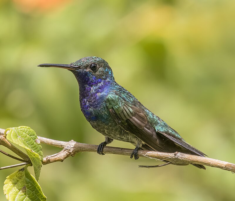 Sapphire-throated Hummingbird (Chrysuronia coeruleogularis) photo
