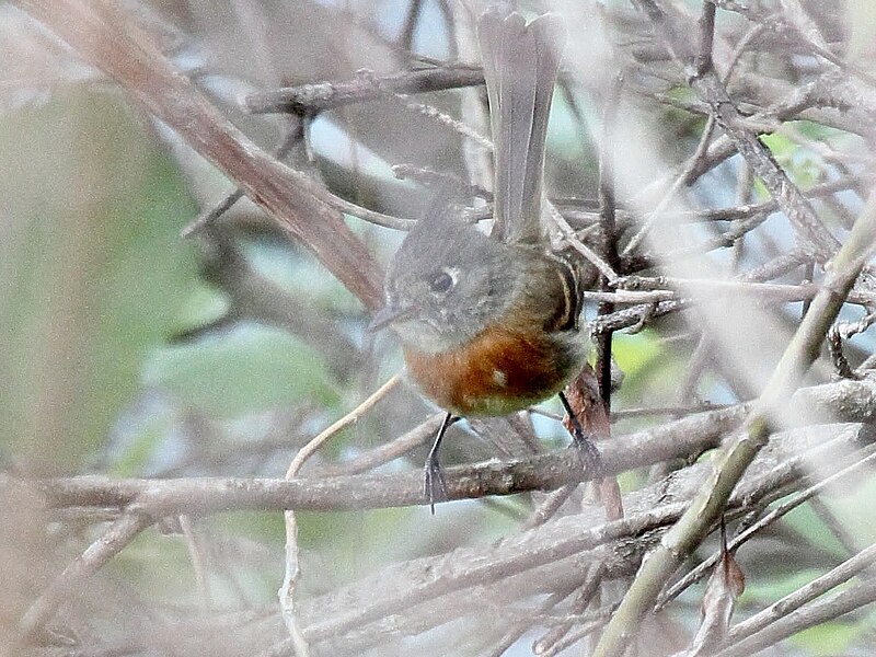 Belted Flycatcher (Xenotriccus callizonus) photo